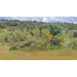 Miel de Bosque 950 g.