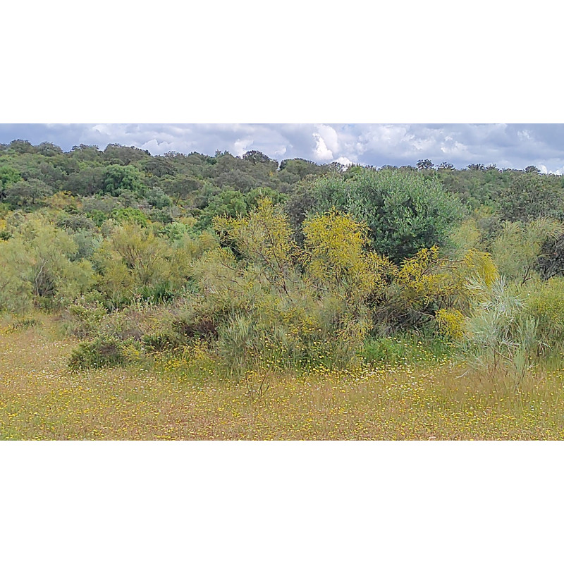 Miel de Bosque 950 g.